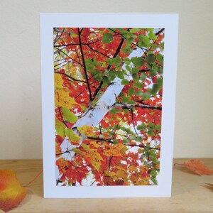 Herfst Caleidoscoop, Berkenboom in Vermont - Inspirerend / Verjaardag / Gewoon omdat wenskaart