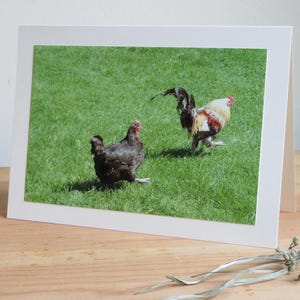 Poulet et coq en fuite - Saint-Valentin / Amitié / Carte de vœux d’anniversaire