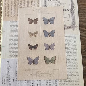 Butterfly Collage