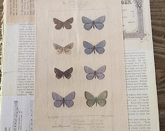Butterfly Collage