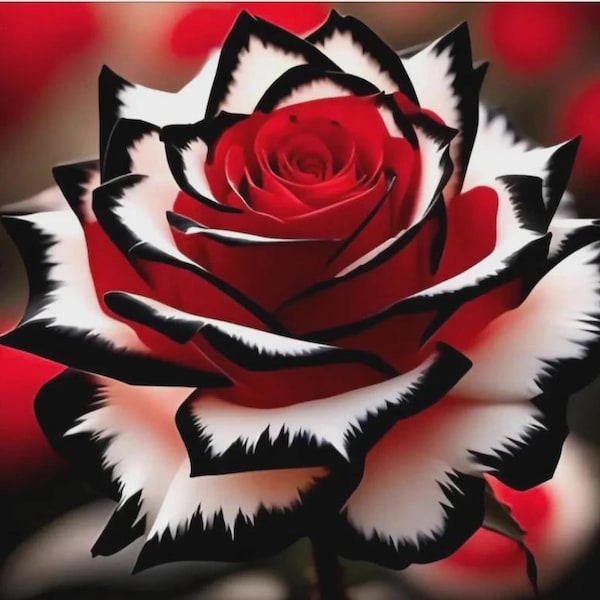 White Red Blood Rose Seeds | Fragrant Perennial Blooms