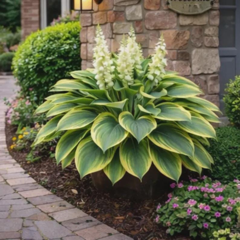 May Hosta Mixed Hosta Seeds – Vibrant Shading Perennial Plants for Gardeners - Etsy
