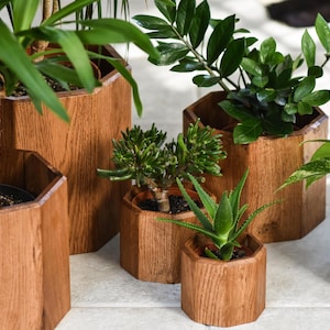 Puede incluir: Una colección de varias plantas verdes en macetas hexagonales de madera. Las macetas son de madera marrón claro y varían en tamaño. Las plantas incluyen aloe vera, suculentas y otras plantas de hojas.