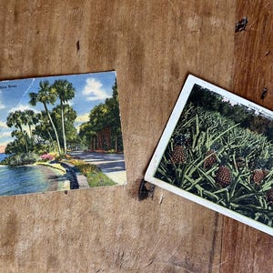May include: Two vintage postcards on a wooden surface. One postcard depicts a scenic view of Florida's Indian River with palm trees and a road. The other shows a pineapple field with several pineapples.