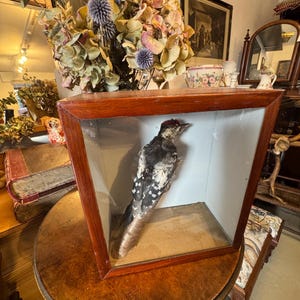 May include: A taxidermied woodpecker displayed in a wooden framed glass case. The bird has black and white speckled feathers, a red head, and is mounted on a brown perch. The case has a dark wood frame and is set on a round wooden table.