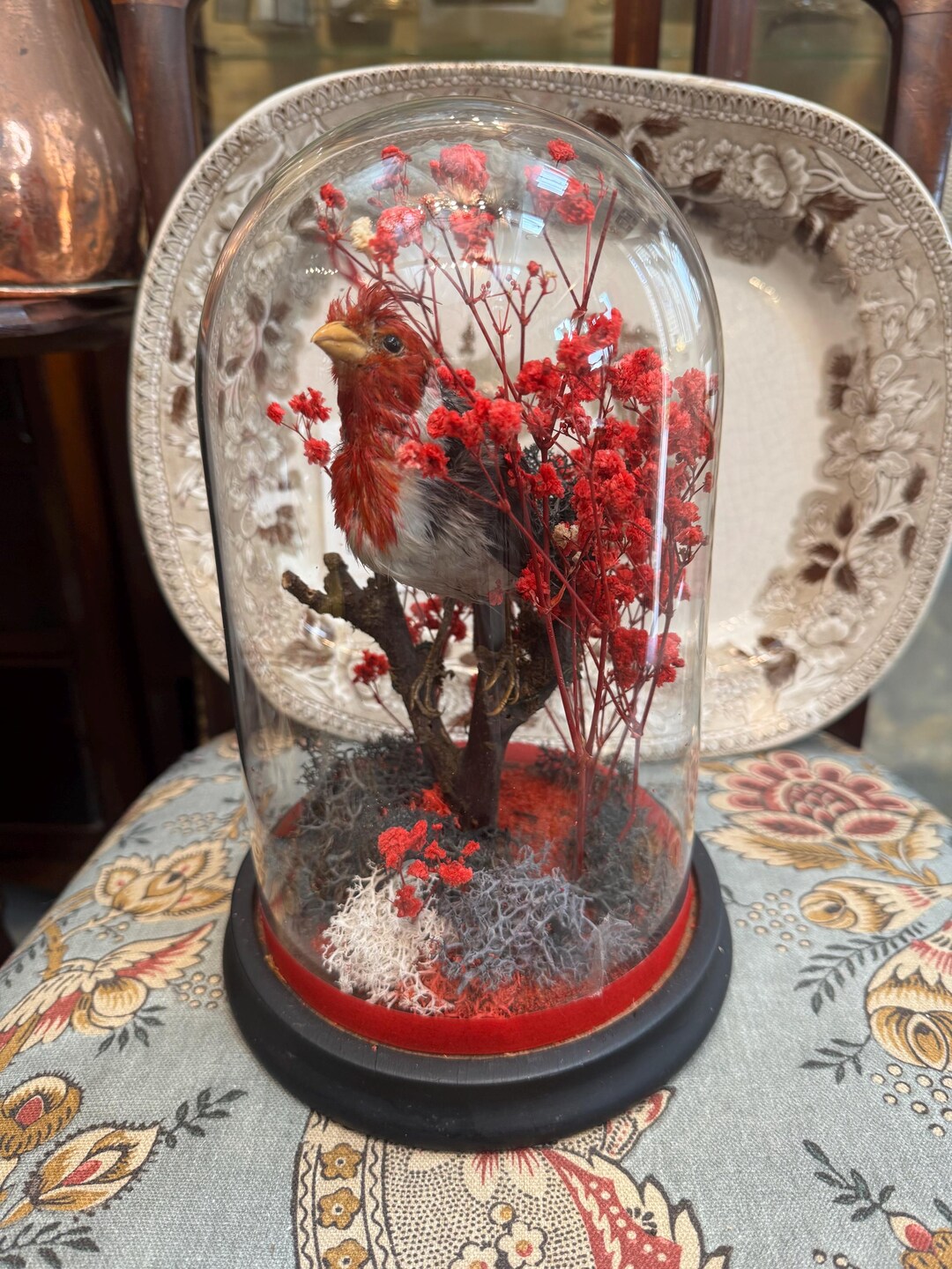 Antique Victorian Red Cardinal Taxidermy Bird in Glass Dome Display - Etsy