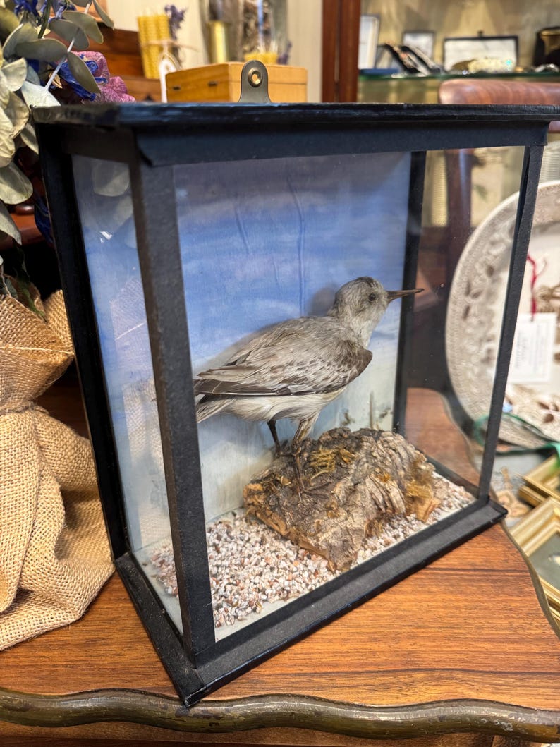 Photo inspiration: Late Victorian Edwardian Period Taxidermy Sanderling In Glass Display Photo Inspiration