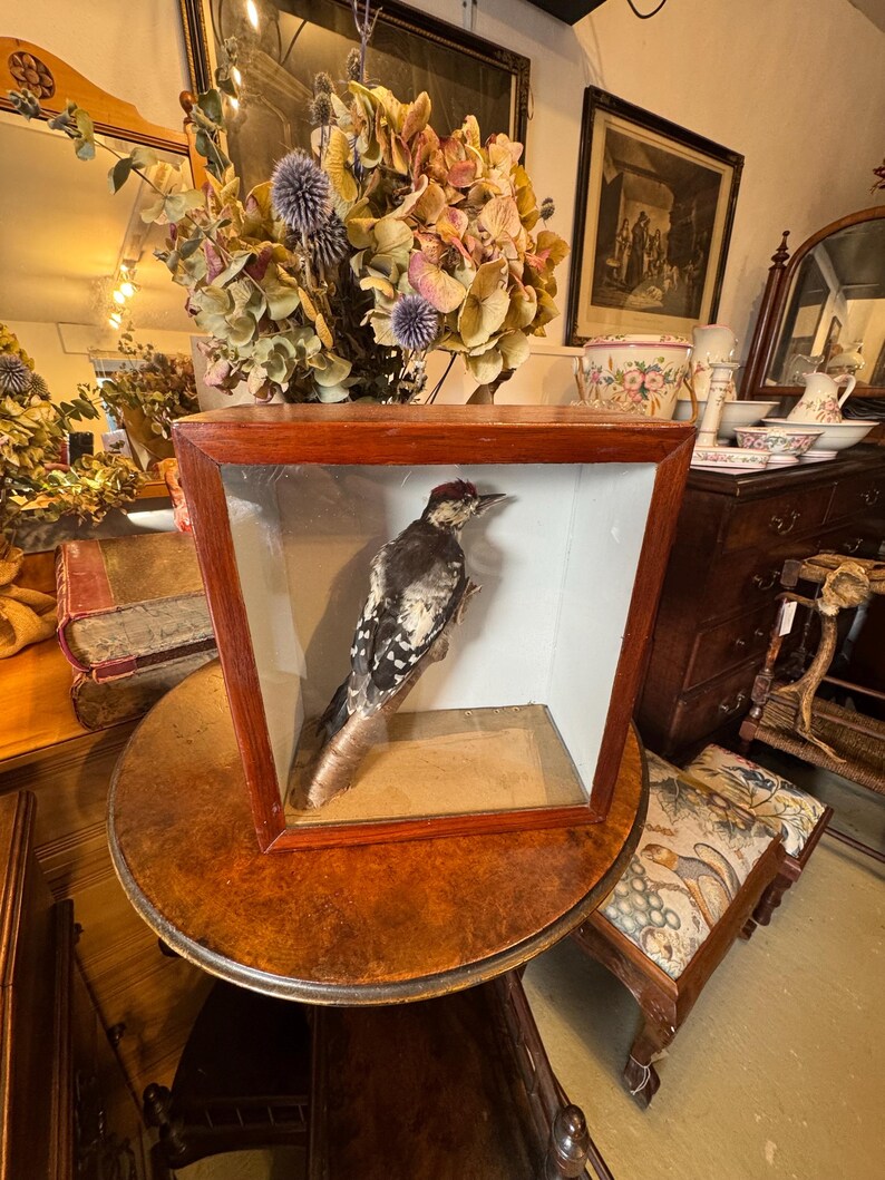 Curated visual reference: Gallery Detail: Antique Taxidermy Greater Spotted Woodpecker In Wood Glass Display