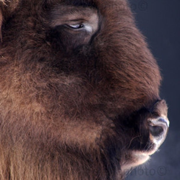 bison color photograph - european bison photo - bison photograph - closeup photo european bison - bison closeup photo color - bison portait