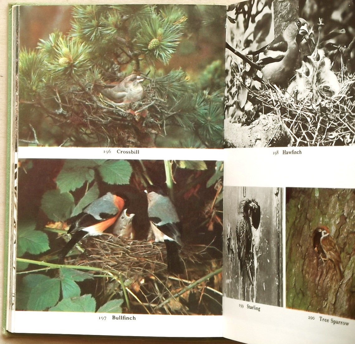 Bird Book Nesting Birds Eggs and Fledglings by Winwood Reade Etsy