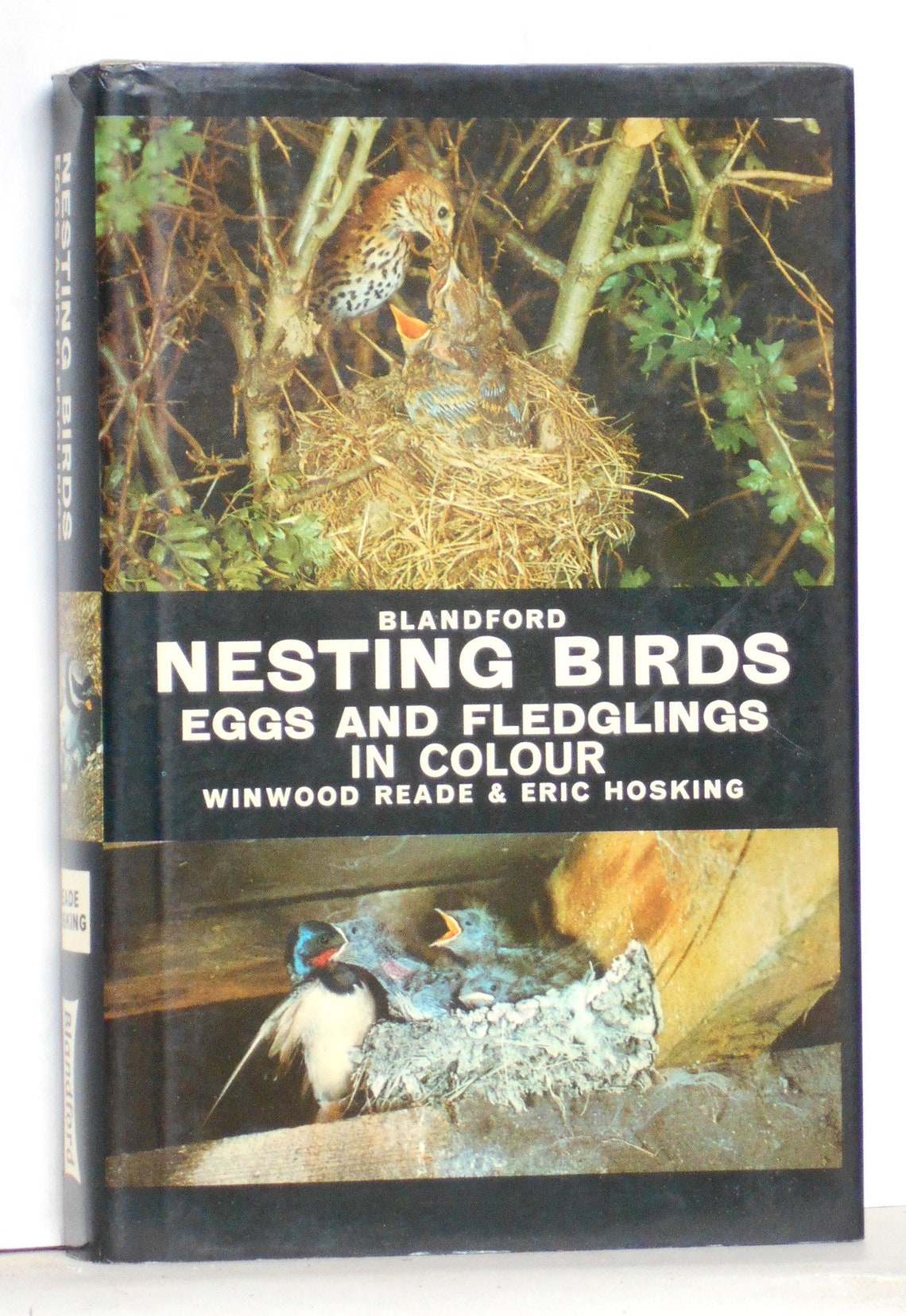 Bird Book Nesting Birds Eggs and Fledglings by Winwood Reade Etsy