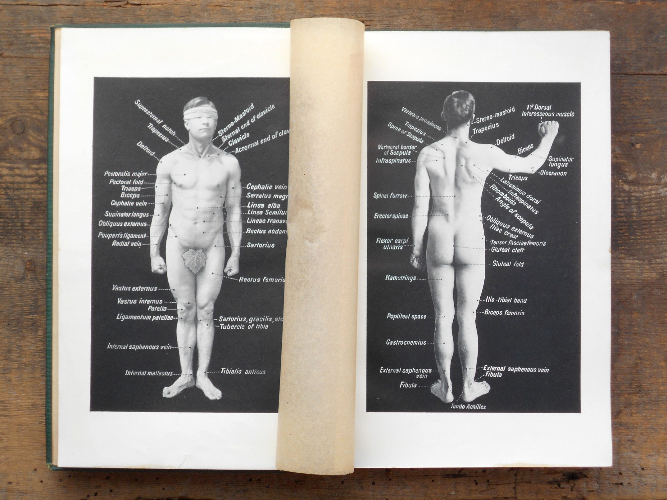 Major pectoralis nude - hentaifashion.style.