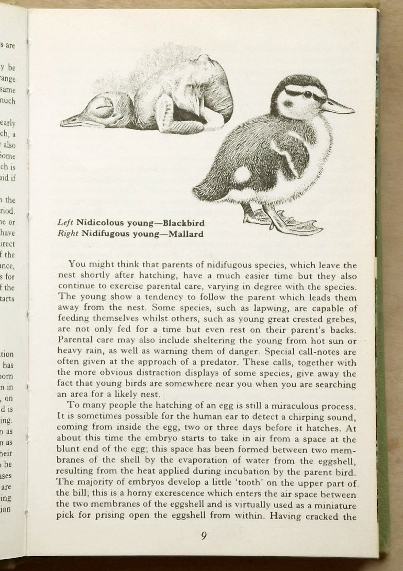 Bird Book Nesting Birds Eggs and Fledglings by Winwood Reade Etsy