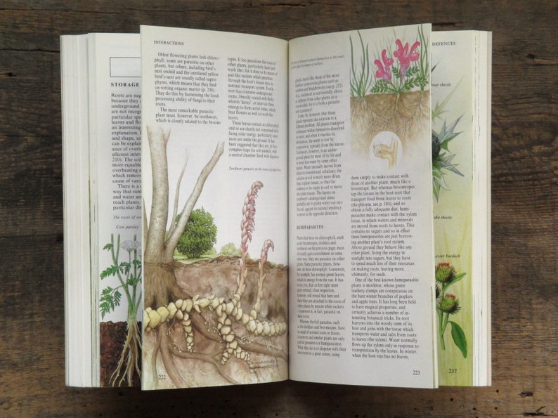 British Wild Flower Guide Book Vintage Wild Flowers of Etsy