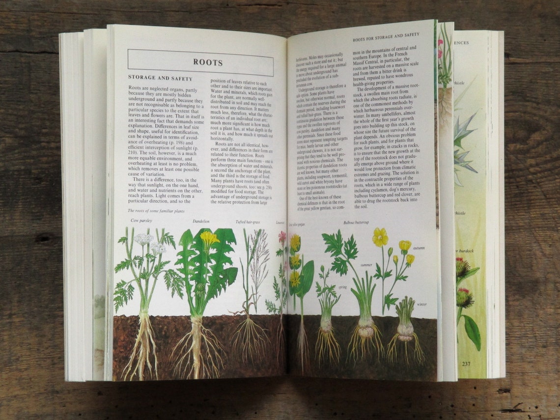 British Wild Flower Guide Book Vintage Wild Flowers of Etsy
