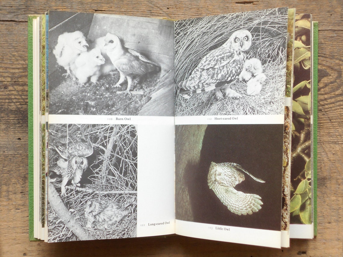 Bird Book Nesting Birds Eggs and Fledglings by Winwood Reade Etsy