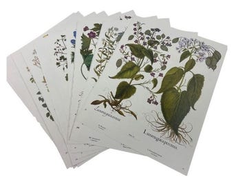 10 VTG Basilius Besler Botanical Prints Hortus Eystettensis Flower Book Plates