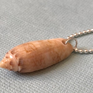 May include: A brown seashell pendant on a silver ball chain necklace. The seashell has a pointed end and a smooth, slightly textured surface.