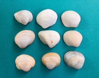 Lot of 9 Ark Clam Shells- Real North Carolina Seashells- Shells for Craft Projects and Beach Decor