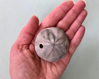 Fossilized Hardouinia Mortonis Sea Urchin – North Carolina Marine Fossil, 66 Million Years Old