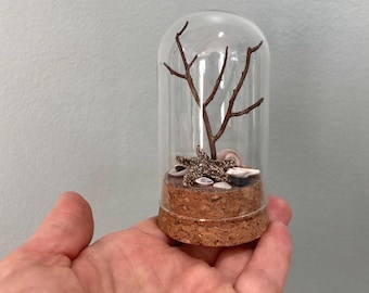 Mini Ocean Terrarium- Real Starfish and Seashells- Unique Trinket- Mini Ocean Curiosity- Natural History- North Carolina Beach Souvenir