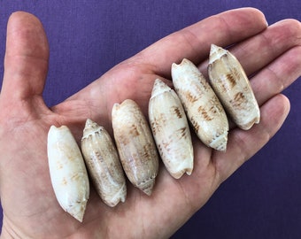 Lot of 6 Large Lettered Olive Seashells- Natural Shells- 1.5 inches- North Carolina Beach Souvenir- Real Shells for Crafts and Beach Decor
