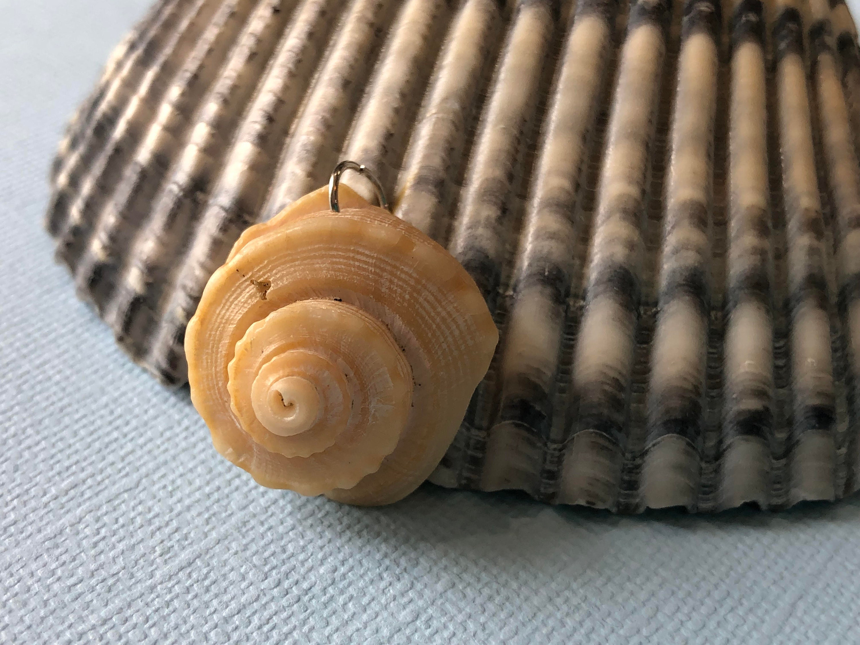 Channel Head Shell Seashell Pendant Channel Whelk Shell North Carolina Beach Souvenir ...