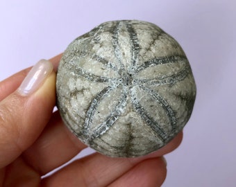 Fossil Sea Urchin- Fossilized Hardouinia Mortonis Sea Urchin- Oddities and Curiosities- Natural History- North Carolina Marine Fossil
