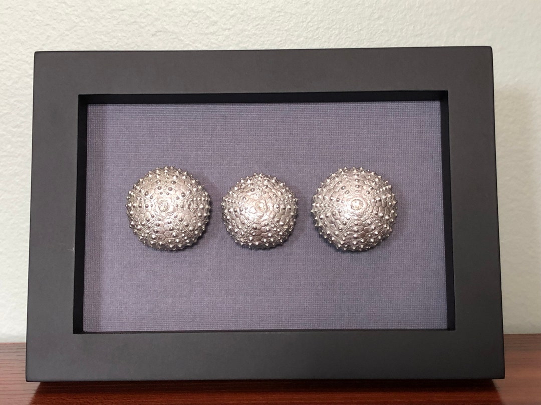Sea Urchin Framed Artwork Trio of Silver Sea Urchins Real Sea Urchin