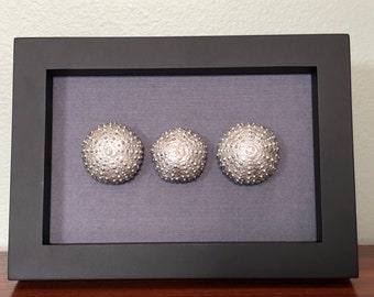 Sea Urchin Framed Artwork- Trio of Silver Sea Urchins- Real Sea Urchin Shells- Beach Decor- North Carolina Beach Souvenir