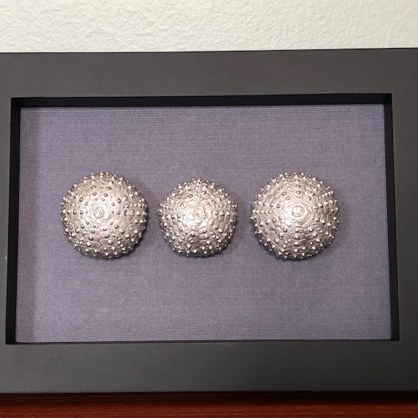 Sea Urchin Framed Artwork- Trio of Silver Sea Urchins- Real Sea Urchin Shells- Beach Decor- North Carolina Beach Souvenir