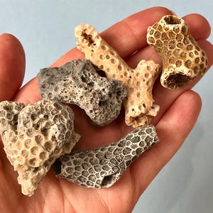 Lot of 5 Pieces of Coral Skeleton- Real Coral Pieces- North Carolina Beach Souvenir- Real Coral for Craft Projects and Beach Decor