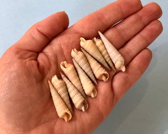 Lot of 10 Auger Shells- Real North Carolina Seashells- Shells for Craft Projects and Beach Decor
