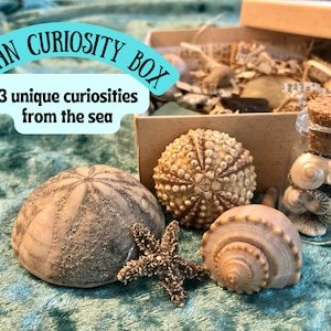 Ocean Curiosity Box- 13 Unique Natural Treasures- Oddities and Curiosities- Natural History- Ocean Keepsakes- Curiosity Cabinet Starter