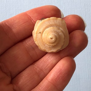 May include: A small, spiral-shaped seashell pendant in shades of cream and tan. The pendant has a natural, textured surface and a small metal loop for hanging. The shell is held in a hand.