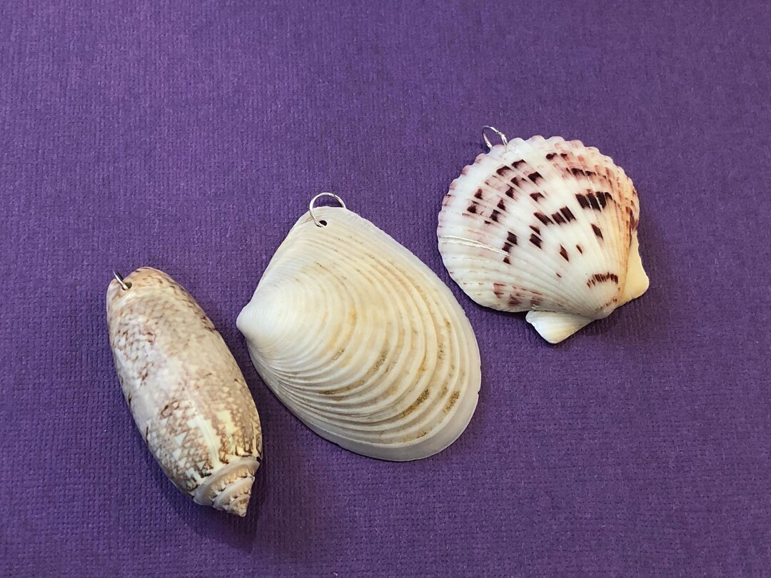 Three Seashell Charms- Trio of Real Seashell Charms- Three for the ...