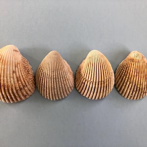 Lot of 4 Prickly Cockle Shells- Real North Carolina Seashells- Shells for Craft Projects and Beach Decor