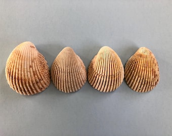 Lot of 4 Prickly Cockle Shells- Real North Carolina Seashells- Shells for Craft Projects and Beach Decor