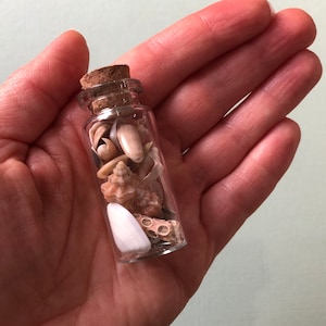 May include: A small glass bottle filled with various seashells, including a large white shell, and a cork stopper. The bottle is held in a person's hand.