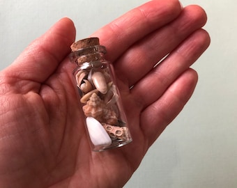 Mini Shells in Glass Bottle- Unique Trinket- Mini Curiosity Vial- Natural History- North Carolina Beach Souvenir