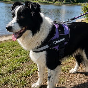 Puede incluir: Un Border Collie blanco y negro lleva un arnés para perro de color morado y negro con una banda reflectante. El arnés cuenta con un parche negro con el texto blanco Cokkie impreso. Una correa morada está sujeta a la anilla metálica.