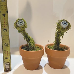 Mini Eye Lichen Labyrinth themed gift