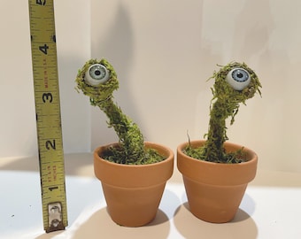 Mini Eye Lichen Labyrinth themed gift