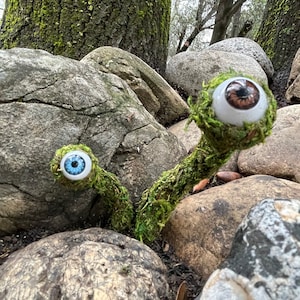 Individual &quot;Plantable&quot; Eye Lichen (Labyrinth themed gift)