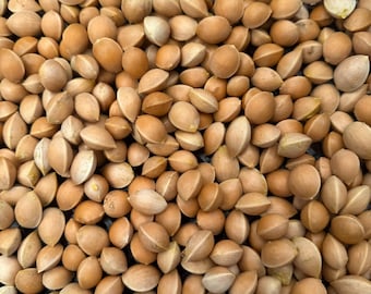 Gingko Biloba Seeds - Fresh from Fall Harvest 2025