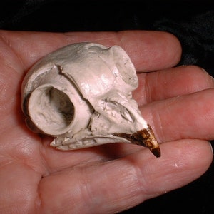 Screech Owl Owl Skull Bird Skull Bones Bird Bones Cast from Bones image 1