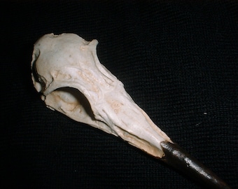 Greeb - Sea Bird - Bird Skull - Skull Casting - Bone Casting - Small Bird Skull