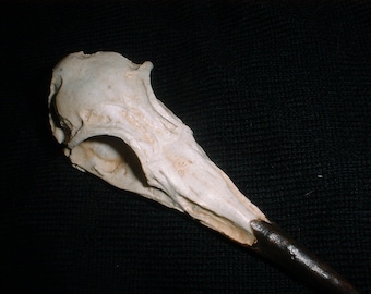 Sea Bird Skull Casting - Hydrostone Bone Replica