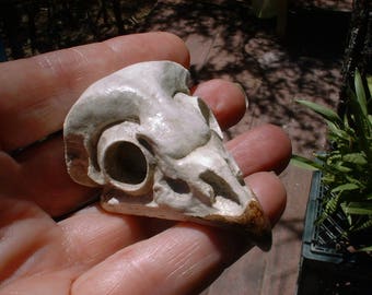 Spotted Owl Skull Casting – Hydrostone Bird Bone Replica