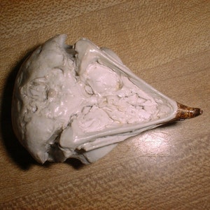Screech Owl Owl Skull Bird Skull Bones Bird Bones Cast from Bones image 3